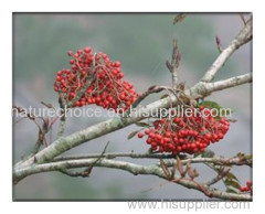 Dried rowan fruits Sorbi fructus