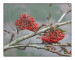 Dried rowan fruits Sorbi fructus