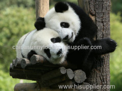 Beijing Zoo private tour