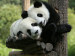 Beijing Zoo private tour