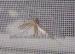 Clear Anti Dry Large Mosquito Net Fly Screen Mesh For Pools / Patios