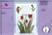 Tulip Scented Envelope Sachet High Fragrance Sachets Lasts 4-6 Months