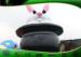 Promotion Event Inflatable Special Shapes Balloons / Rabbit Animal Shaped Balloons