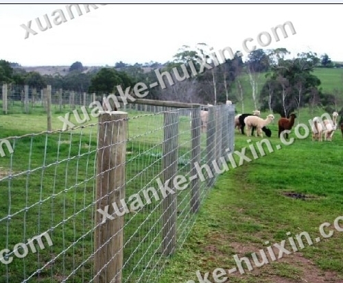 Horse Safety Fencing Animal Fence Farm Fence Cattle Fence|Hebei Xuanke|HUIXIN FENCE