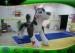 PVC Inflatable Cartoon Characters for Kids 2mH Printing Black Inflatable Dog Toy