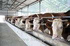 Energy-efficient Light Weight Steel Structural Framing Cowshed Systems With Single Long Span