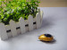 Green Energy product Intellectual DIY Solar Toy Kit insect scarab/Beetle 216