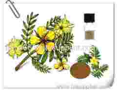 tribulus terrestris extract benefits Tribulus Terrestris Extract