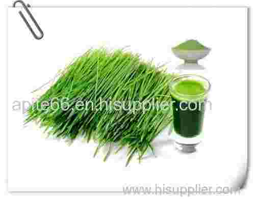 benefits of barley grass powder Barley Grass Powder