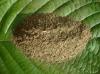 Kratom or Mitragyna speciosa