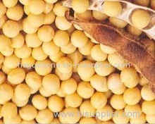 Soya Beans - NON GMO Brazil #1