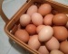 Fresh Chicken Brown & White Table Eggs