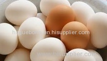 Fresh Chicken Brown & White Table Eggs