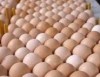 Broiler Hatching Eggs: Cobb 500 and Ross 308 for sale