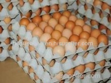 Organic Fresh Chicken Table Eggs & Fertilized Hatching Eggs