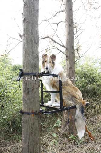 Steel frame Dog Stand