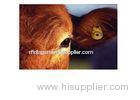 Plastic pig / cattle use Programmable Passive RFID Animal Tags LF HF UHF MDE 123