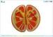Fruit Style Colorful EVA Flip Flops Girls Size 11 Silk Printing