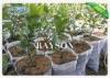 Size 12 cm x14 cm White Color Plant Non Woven Cultivating Bag For Garden