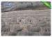 White Landscape Fabric Weed Control Non woven Landscape Fabric for Agriculture