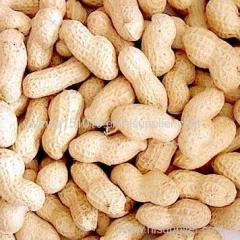 peanut in shell peanut with shell