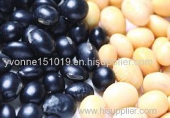 black bean with white kernels