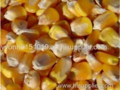 yellow corn yellow corn niblet