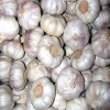 white garlic for sale 2015