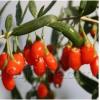 Goji berry Goji fruit