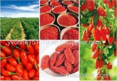 Goji berry Goji fruit