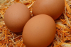 brown fresh chicken eggs