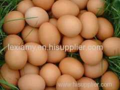 best quality fresh eggs