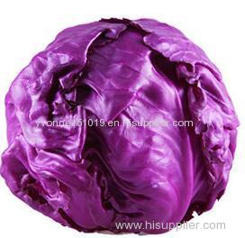 fresh round purple cabbage