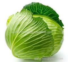 fresh round chinese cabbage