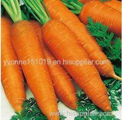 fresh carrot fresh carrot
