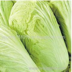 Chinese green cabbage long