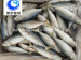 Fish Farms Frozen Fish Indian Mackerel