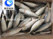 Fish Farms Frozen Fish Indian Mackerel