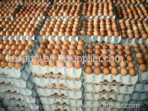 fresh table chicken eggs