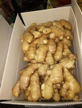 china ginger cheap price good price quality vegetable