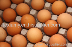 best quality chicken eggs