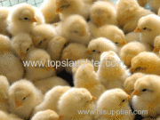 Review of the Year: Ten of 2015's Biggest Poultry News Stories