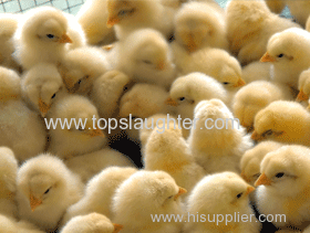 Review of the Year: Ten of 2015's Biggest Poultry News Stories