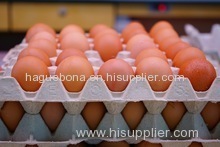 Broiler hatching eggs Cobb 500 and Ross 308 and Chicken table eggs