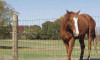 grassland farm field fence cattle wire mesh fence with High Tensile