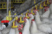 Huabo automatic chicken nipple drinker for poultry equipment