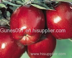 Fresh red Delicious Apples