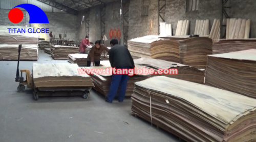 Natural Wood Veneer For Plywood / Cheap Hardwood Veneer / MLH Veneer - Titan Globe