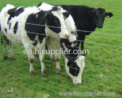 1.5 meter high circle of cattle fence