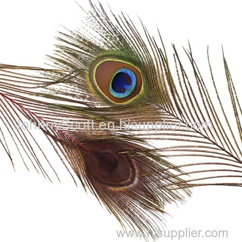 Brand New Peacock Tail Eyes Stem Dyed 2016